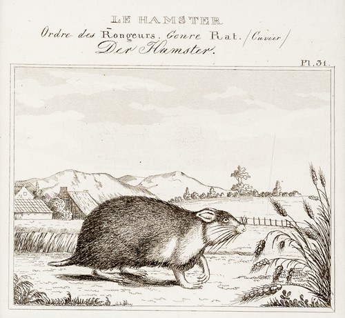 Hamster original stahlstich - original,
