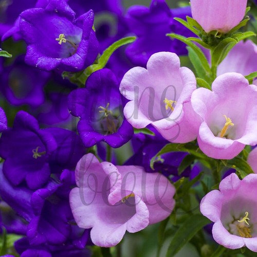 Marien glockenblume mix 600 - mix, 600+