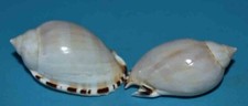 SEA SHELL - MUSCHELN -