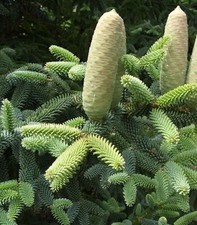 Blaugrüne spanische Tanne