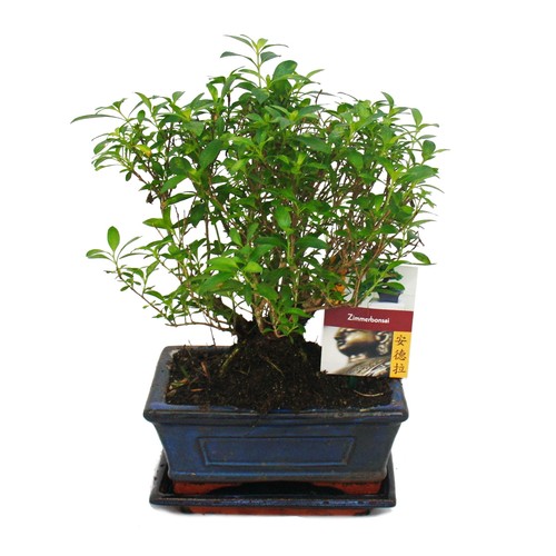Bonsai serissa - bonsai,
