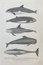 Originalgrafik fauna wale - originalgrafik, fauna: