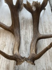 ABWURFSTANGEN Rothirsch Abnorm