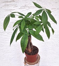 Glückskastanie - Pachira