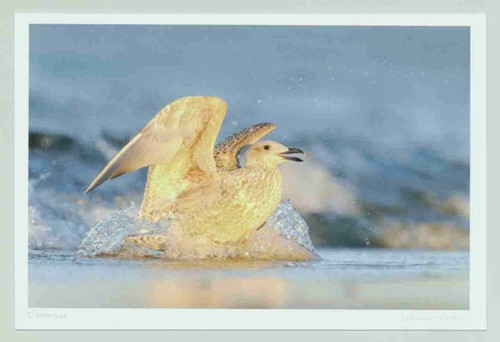 Postkarte silbermöwe - 1, ak