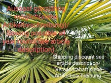 Hanfpalme, Trachycarpus