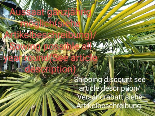 Hanfpalme trachycarpus - hanfpalme,,