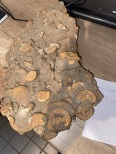 Fossilienplatte Ammoniten  6,3 Kg