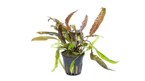 Cryptocoryne usteriana topf - cryptocoryne,