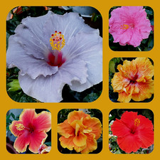 Hibiskus  Mischung, 30 Samen, winterhart, blau, weiß, pink, rot  Garteneibisch