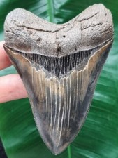 10,9 cm scharfer Zahn des