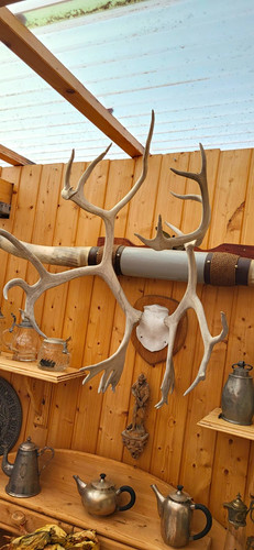 Elchgeweih trophäe auf - elchgeweih,