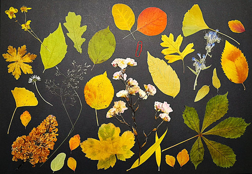 Herbarium gepresste