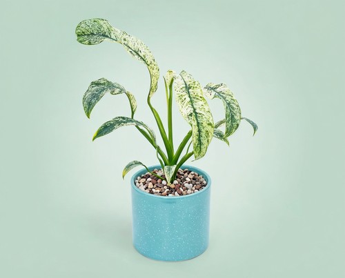 Rhaphidophora puberula