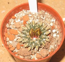 Ariocarpus kotschoubeyanus