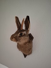 Wolpertinger Präparat Hase, mit Geweih