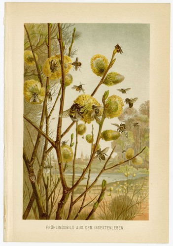 Insekten frühling - insekten,