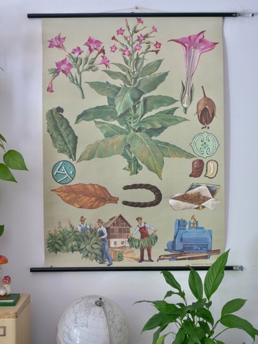 Vintage schulwandkarte tulpe - vintage,