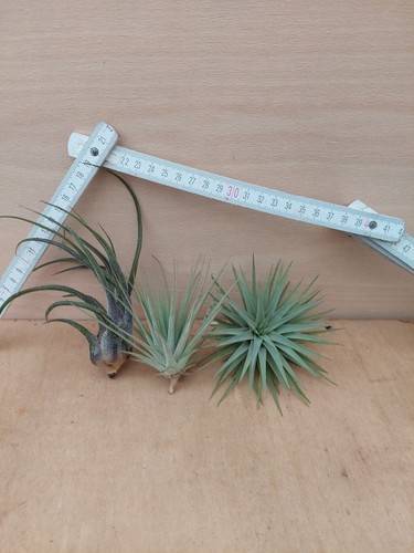 Tillandsia sortiment stück - tillandsia, sortiment,