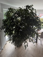 Große Zimmerpflanze /