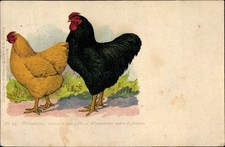 Rassehühner wyandotten - rassehühner,,