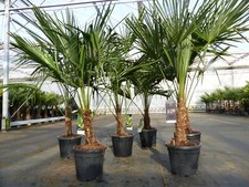Trachycarpus fortunei 130 - ,