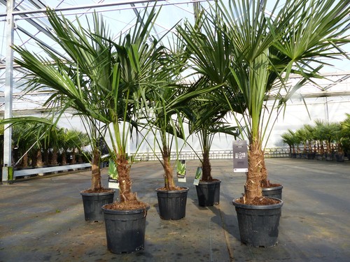 Trachycarpus fortunei 130 - ,