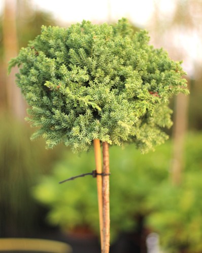 Wacholder juniperus procumbens - wacholder,