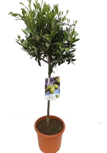 Olivenbaum hochstamm olea - olivenbaum, (olea
