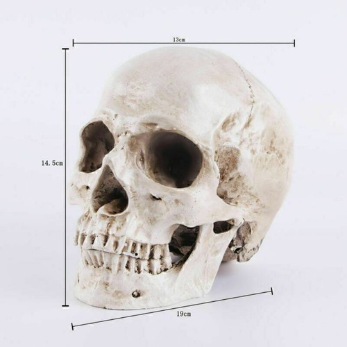Totenkopf schädel skull - schädel,