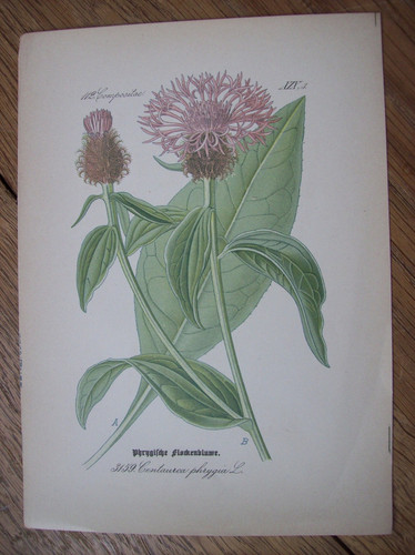 Antike chromo lithographie - antike, chromo-lithographie