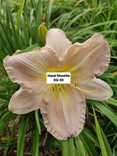 Hazel monette daylily - hazel,