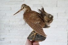 Altes schönes Tierpräparat