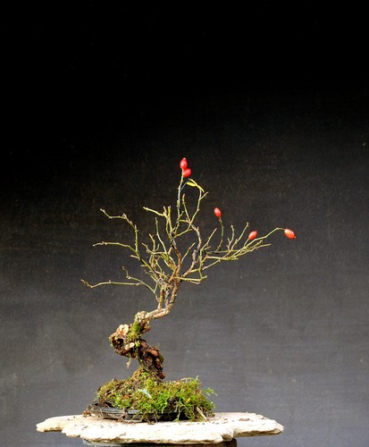 Bonsai outdoor winterhart