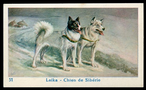 Siberian husky laika hund - laika,