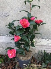 Japanische Kamelie Strauch Immergrün winterhart