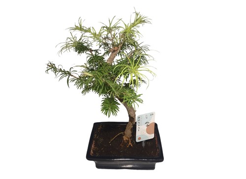Gartenbonsai pseudolarix - gartenbonsai,