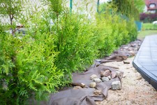 Thuja brabant 100st - thuja,