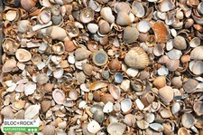 Muscheln Muschelsplitt