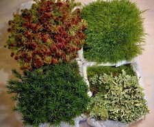 4 x Terrarienmoos Mix -