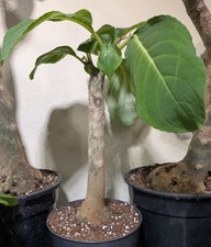 Impatiens Mirabilis Groß
