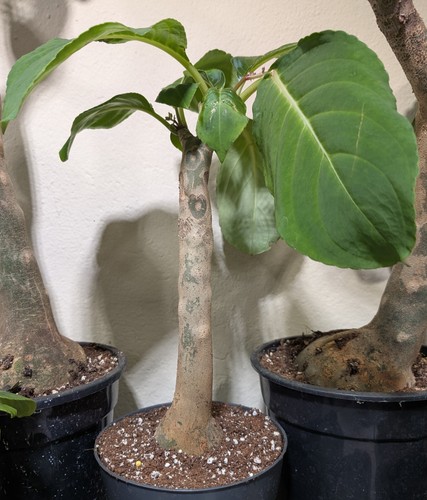 Impatiens mirabilis groß - impatiens,