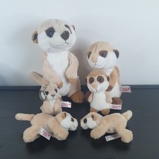 NICI Erdmännchen Gruppe