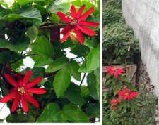 Pflanzen rote passionsblume - pflanzen,
