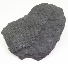 Pflanze, Sigillaria sp