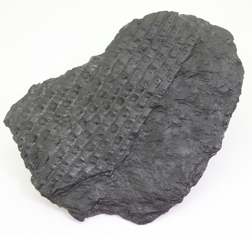 Pflanze sigillaria sp - sigillaria,
