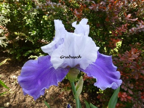 Iris schwertlilie hohe - iris,, schwertlilie,
