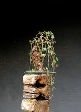 Bonsai outdoor winterhart