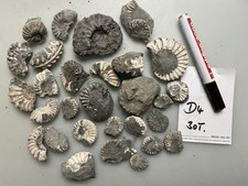 Ammoniten Pleuroceras spinatum