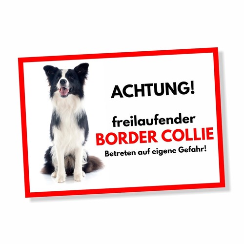 Border collie freilaufender - border,
